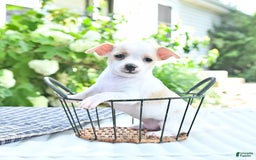 Chihuahua dogs for sale: Tina - Image 1