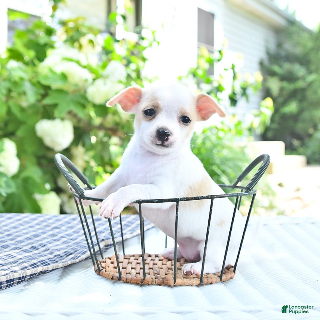 Chihuahua dogs for sale: Tina - Image 1