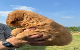 Golden Retriever dogs for sale: Honey - Image 24