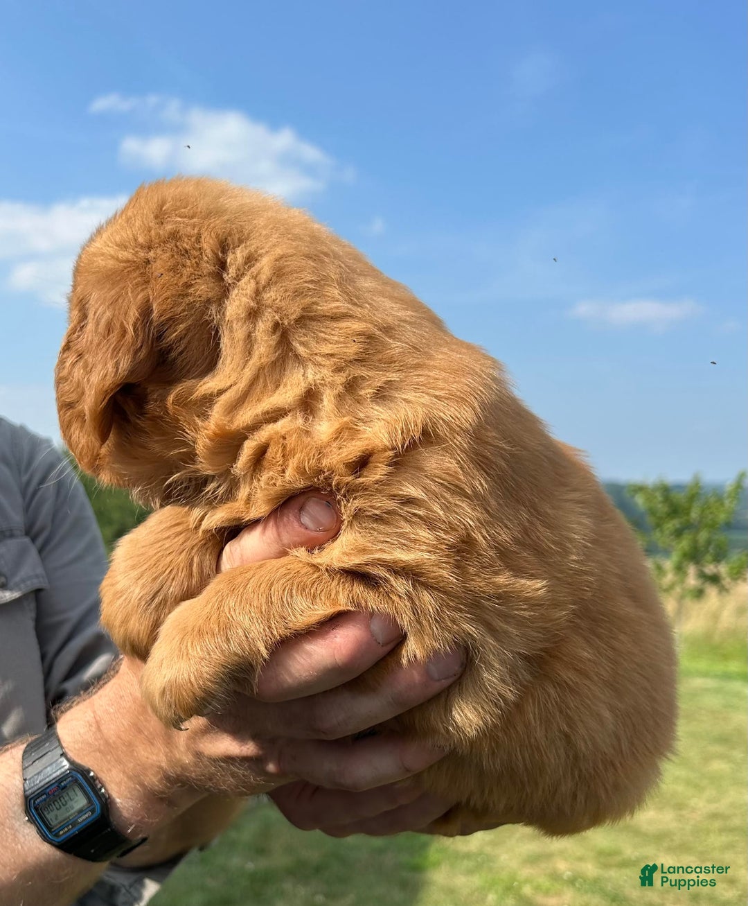 Golden Retriever dogs for sale: Honey - Image 24