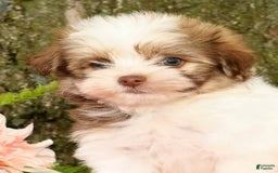 Havanese dogs for sale: Zeke - Image 9