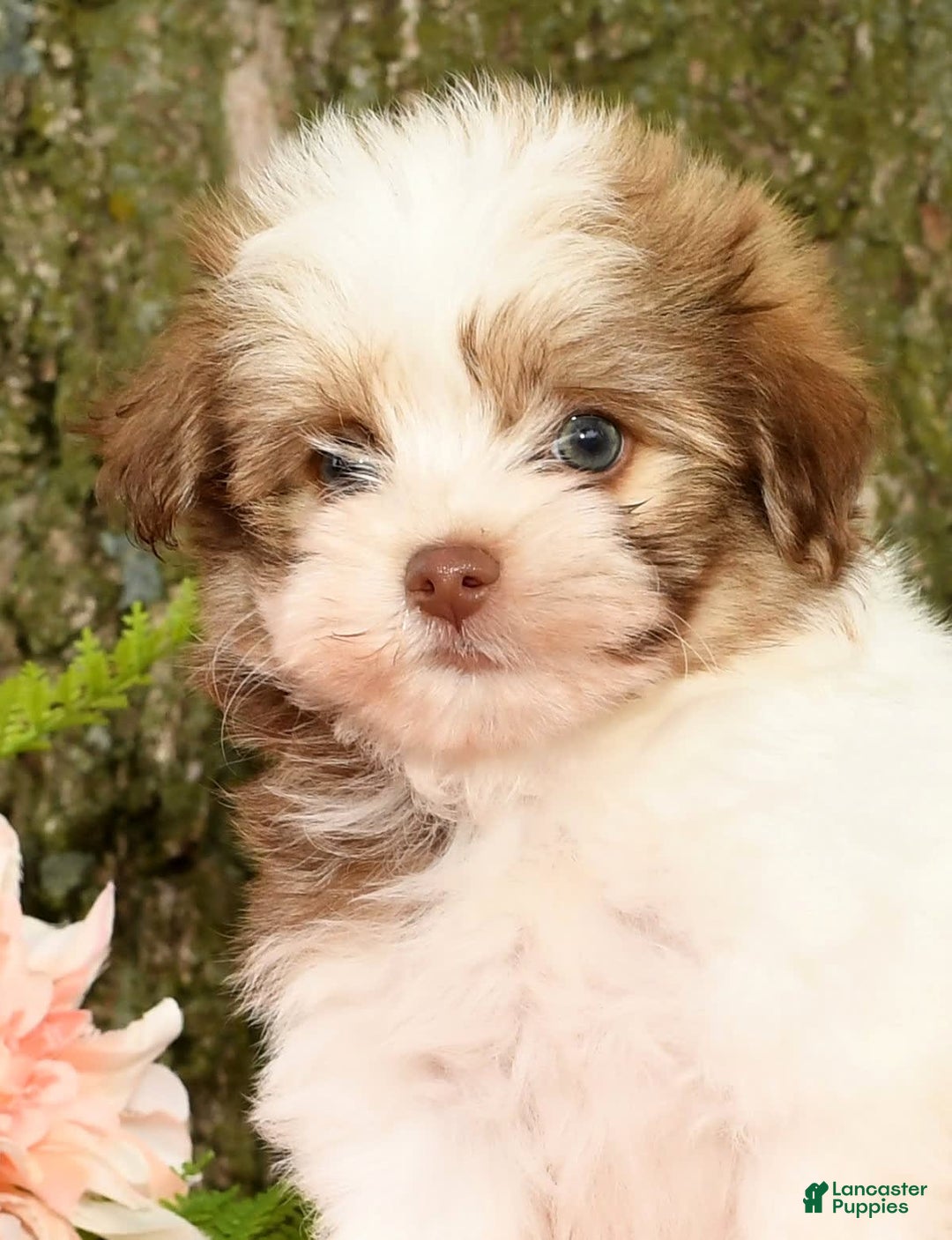 Havanese dogs for sale: Zeke - Image 9