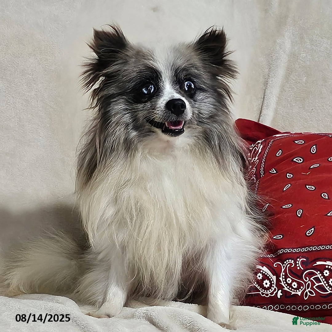 Pomeranian dogs for sale: Janey - Image 4