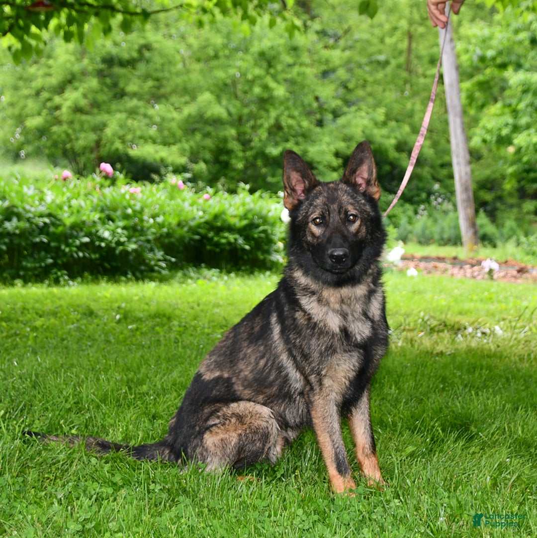 German Shepherd dogs for sale: Angie - Image 3