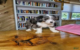 Portuguese Water Dog dogs for sale: Sage - Image 2