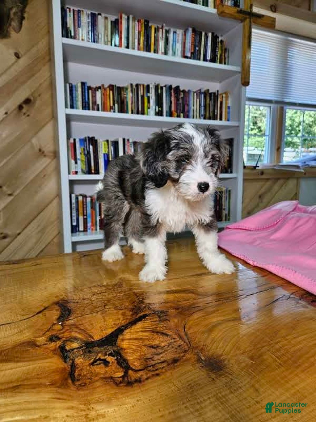 Portuguese Water Dog dogs for sale: Sage - Image 2