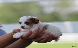 Toy Poodle dogs for sale: Muffler - Image 8