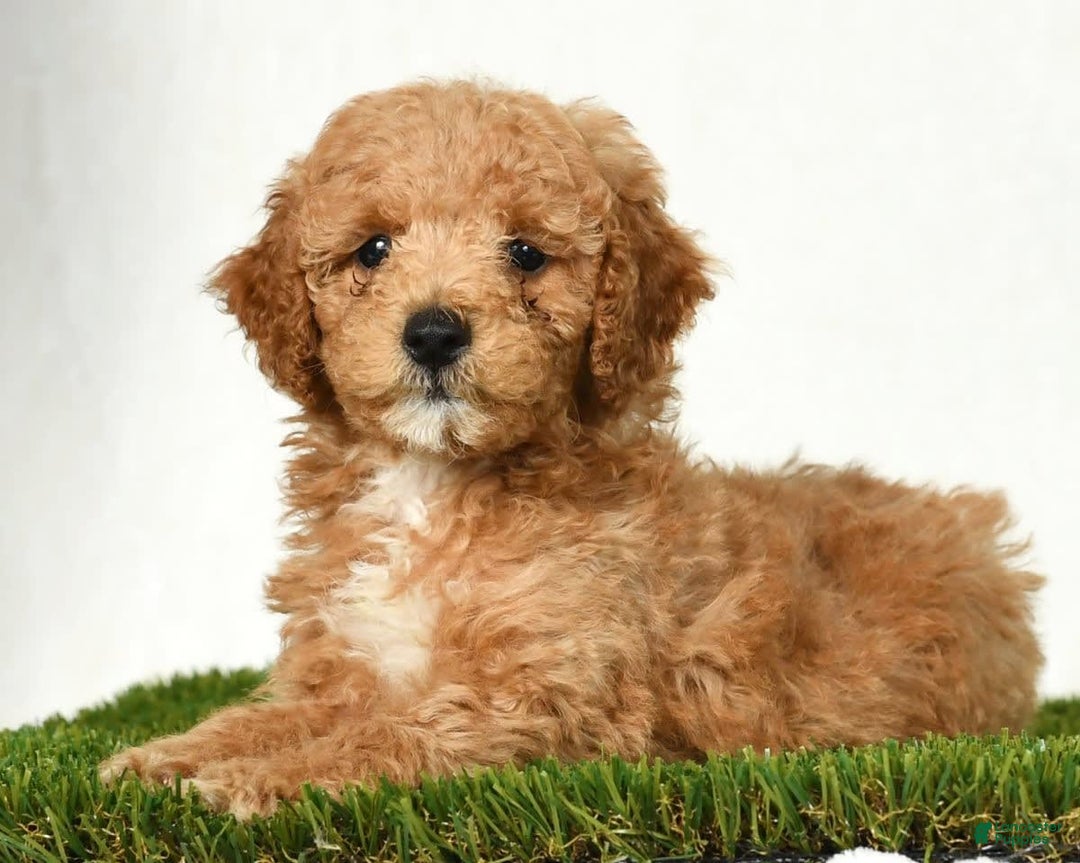 Mini Goldendoodle dogs for sale: Dallas - Image 5