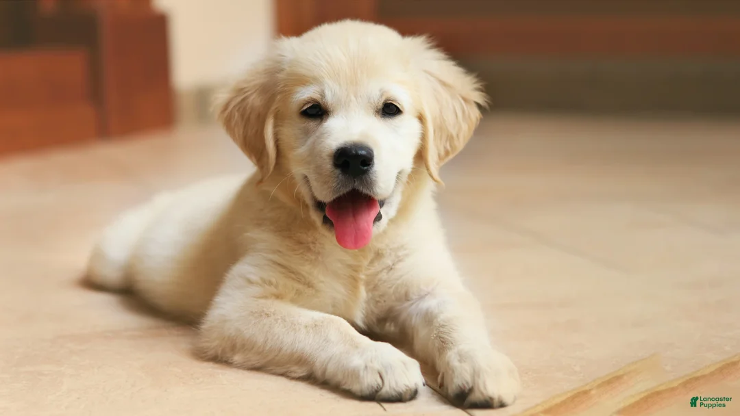 Akita dogs for sale: Akita Puppy 1 - Image 1