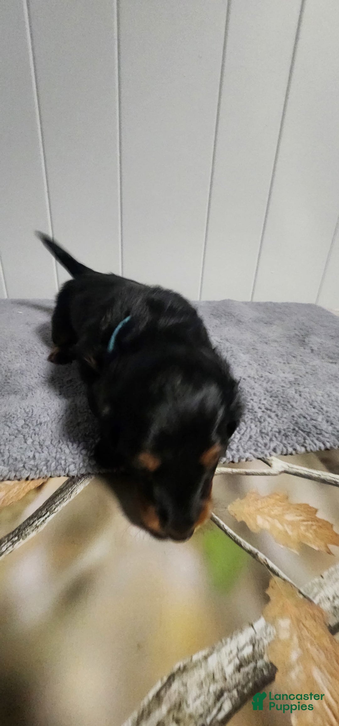 Miniature Dachshund dogs for sale: Bentley - Image 1