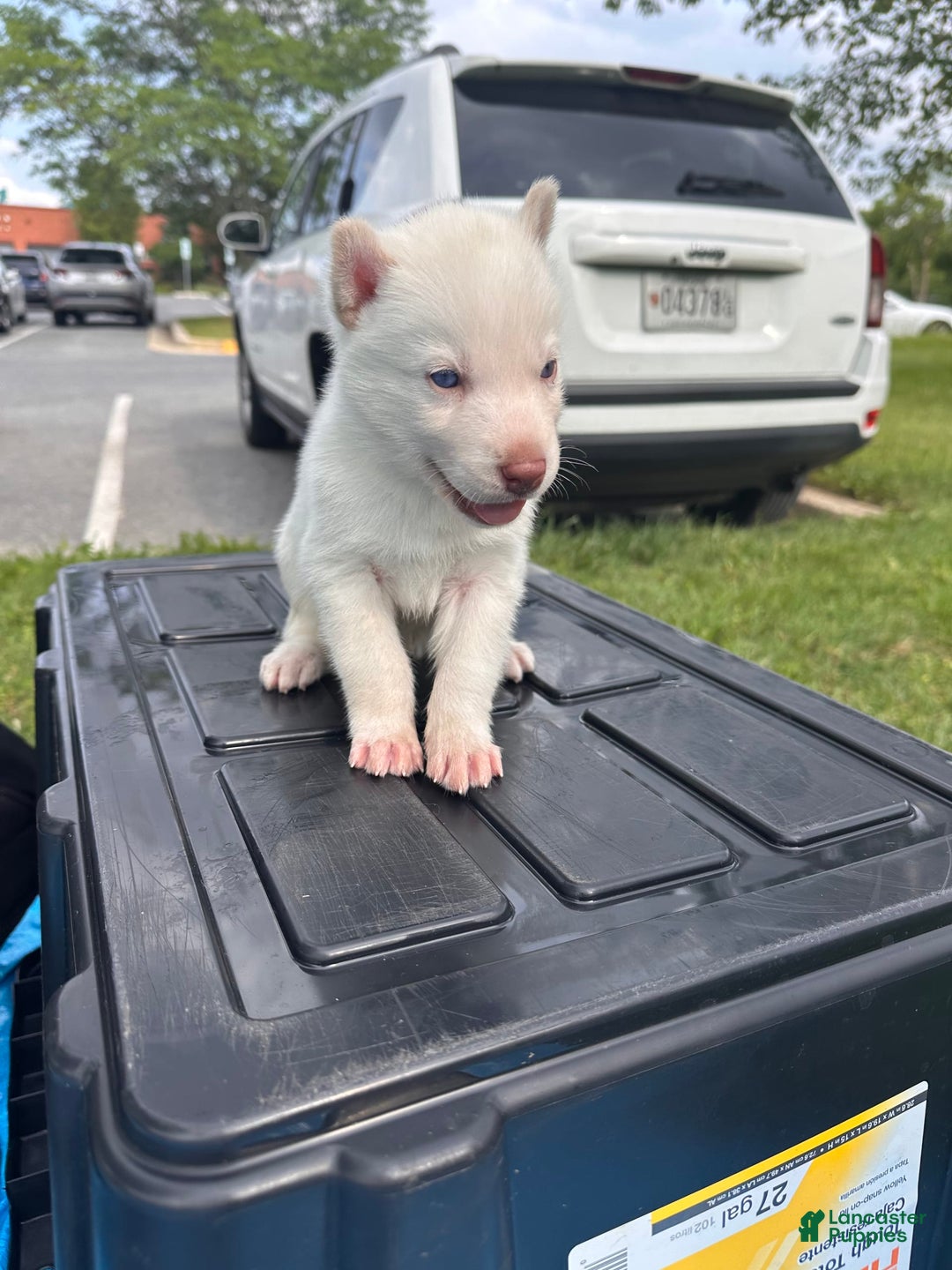Siberian Husky dogs for sale: Machi - Image 3