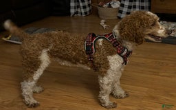 Aussiedoodle dogs for sale: Odin - Image 4
