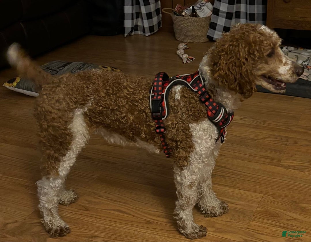 Aussiedoodle dogs for sale: Odin - Image 4