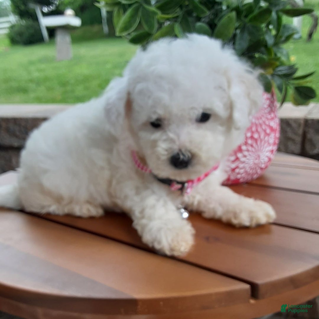 Bichpoo dogs for sale: Gigi - Image 2