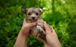Morkie dogs for sale: Rare Merle Ember - Image 8