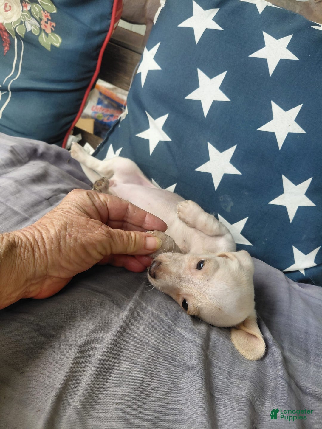 Miniature Dachshund dogs for sale: Dixie - Image 5