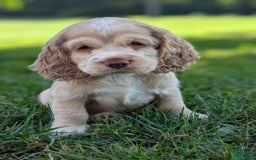 Cocker Spaniel dogs for sale: Sugar - Image 5