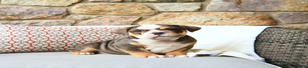 Reese