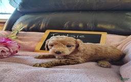 Mini Goldendoodle dogs for sale: Tootsie - Image 12