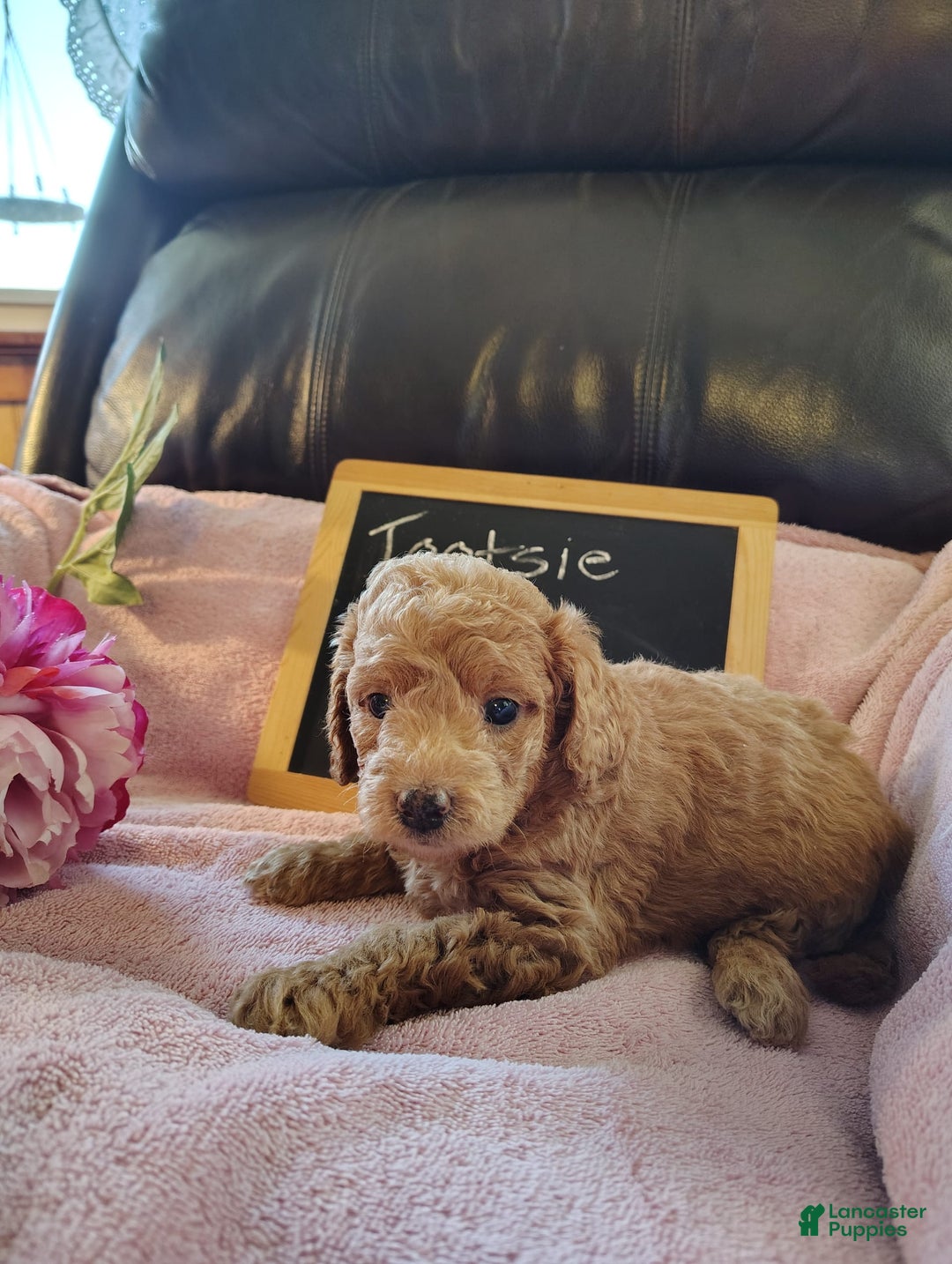 Mini Goldendoodle dogs for sale: Tootsie - Image 12