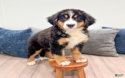 Bernese Mountain Dog dogs for sale: Raven - Image 4