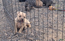 American Bully dogs for sale: Foxtrot - Image 4