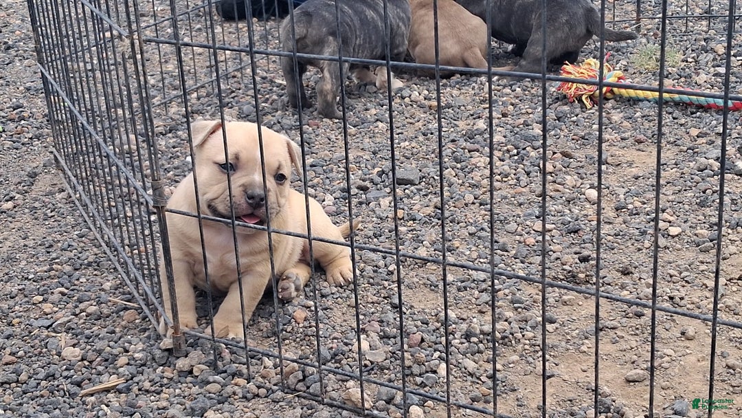 American Bully dogs for sale: Foxtrot - Image 4