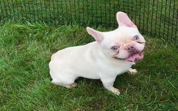 French Bulldog dogs for sale: Sky - Image 9