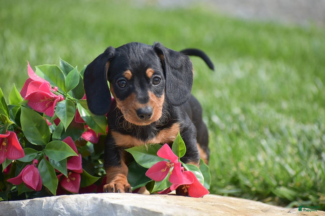 Miniature Dachshund dogs for sale: Halo - Image 2