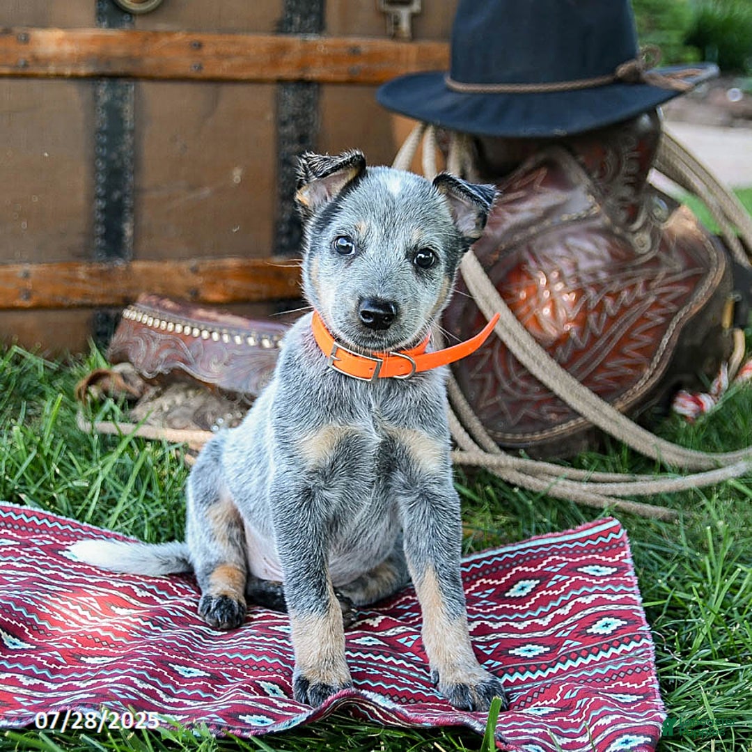 Australian Cattle Dog dogs for sale: Cleo - Image 2