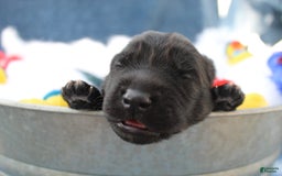 Gerberian Shepsky dogs for sale: Pink - Image 2