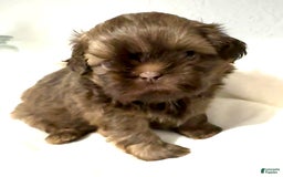 Shih Tzu dogs for sale: Karlton - Image 18