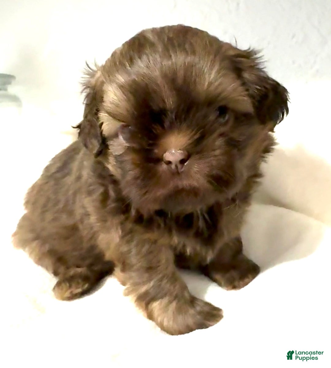 Shih Tzu dogs for sale: Karlton - Image 18