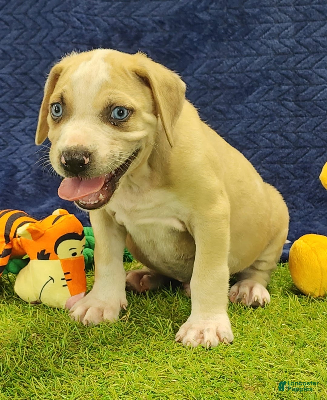Catahoula Leopard Dog dogs for sale: Tess 2025 Male 3 - Image 3