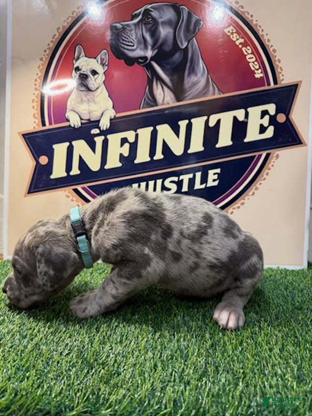 Cane Corso dogs for sale: Cane Corso 5 puppies - Image 5