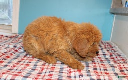 Mini Goldendoodle dogs for sale: Mack Mini - Image 14