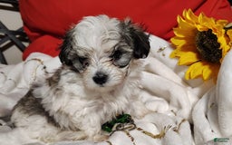 Maltipoo dogs for sale: Popeye - Image 11