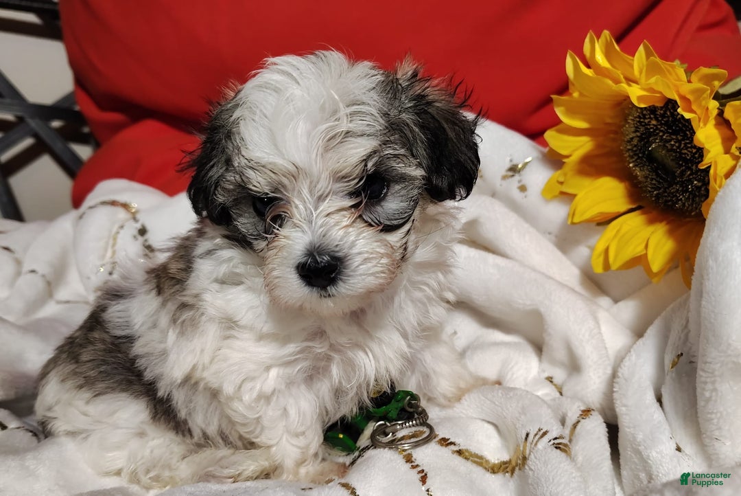 Maltipoo dogs for sale: Popeye - Image 11