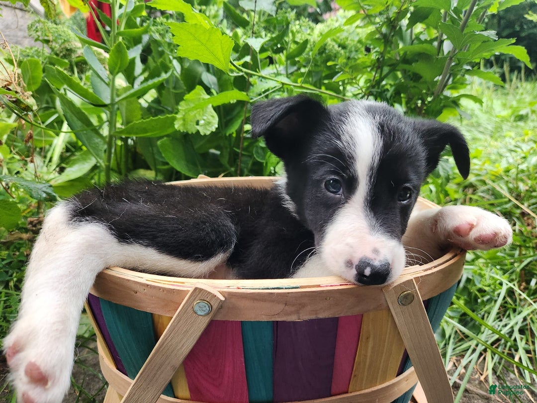 Border Collie dogs for sale: Spartan - Image 6