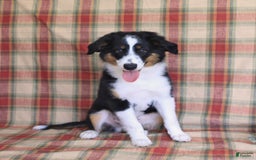 Miniature Australian Shepherd dogs for sale: Benji - Image 6