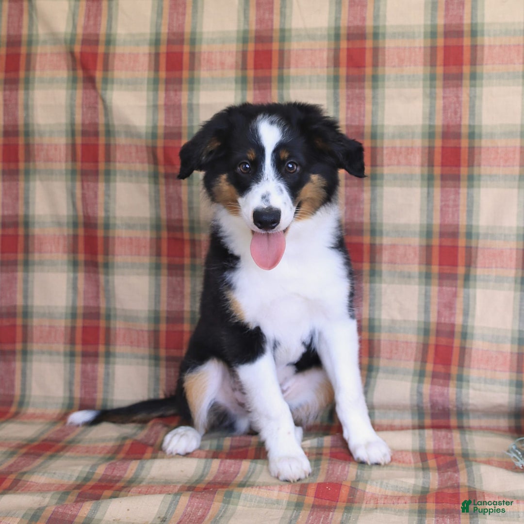 Miniature Australian Shepherd dogs for sale: Benji - Image 6