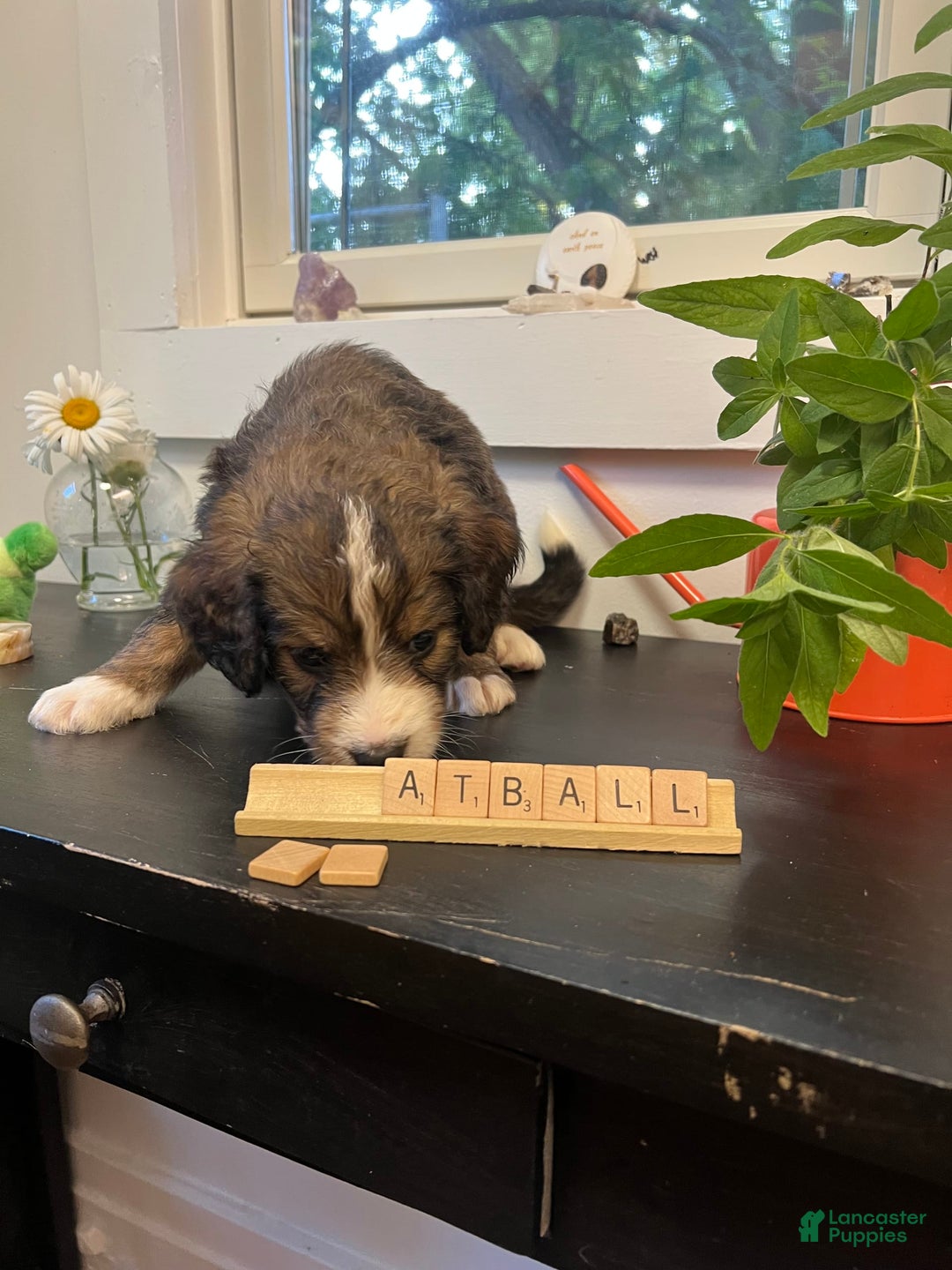Bernedoodle dogs for sale: Meatball - Image 10