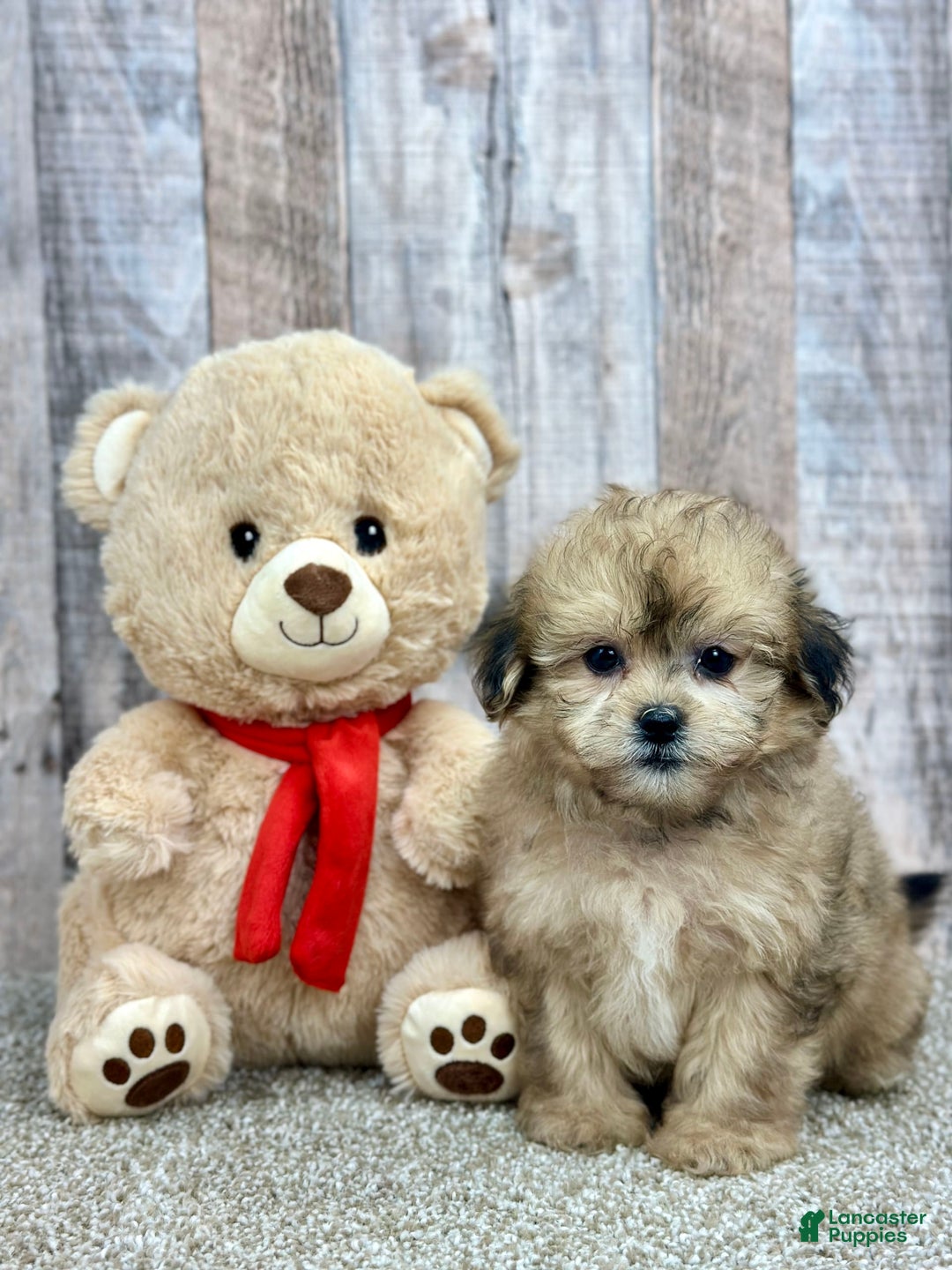Shihpoo dogs for sale: Peaches - Image 1