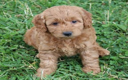 Mini Goldendoodle dogs for sale: Arlena - Image 8