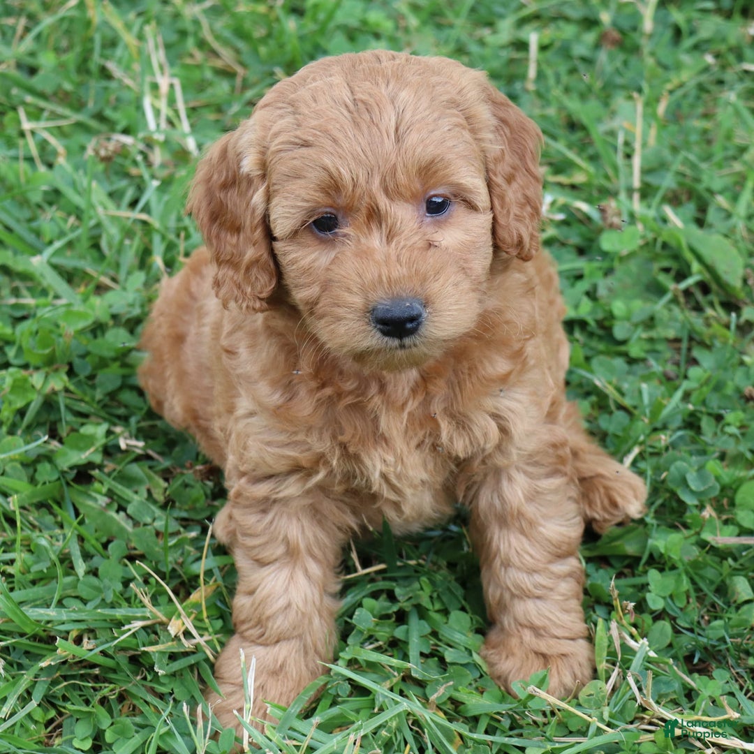 Mini Goldendoodle dogs for sale: Arlena - Image 8