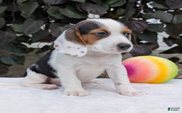 Beagle dogs for sale: Penny - Image 6