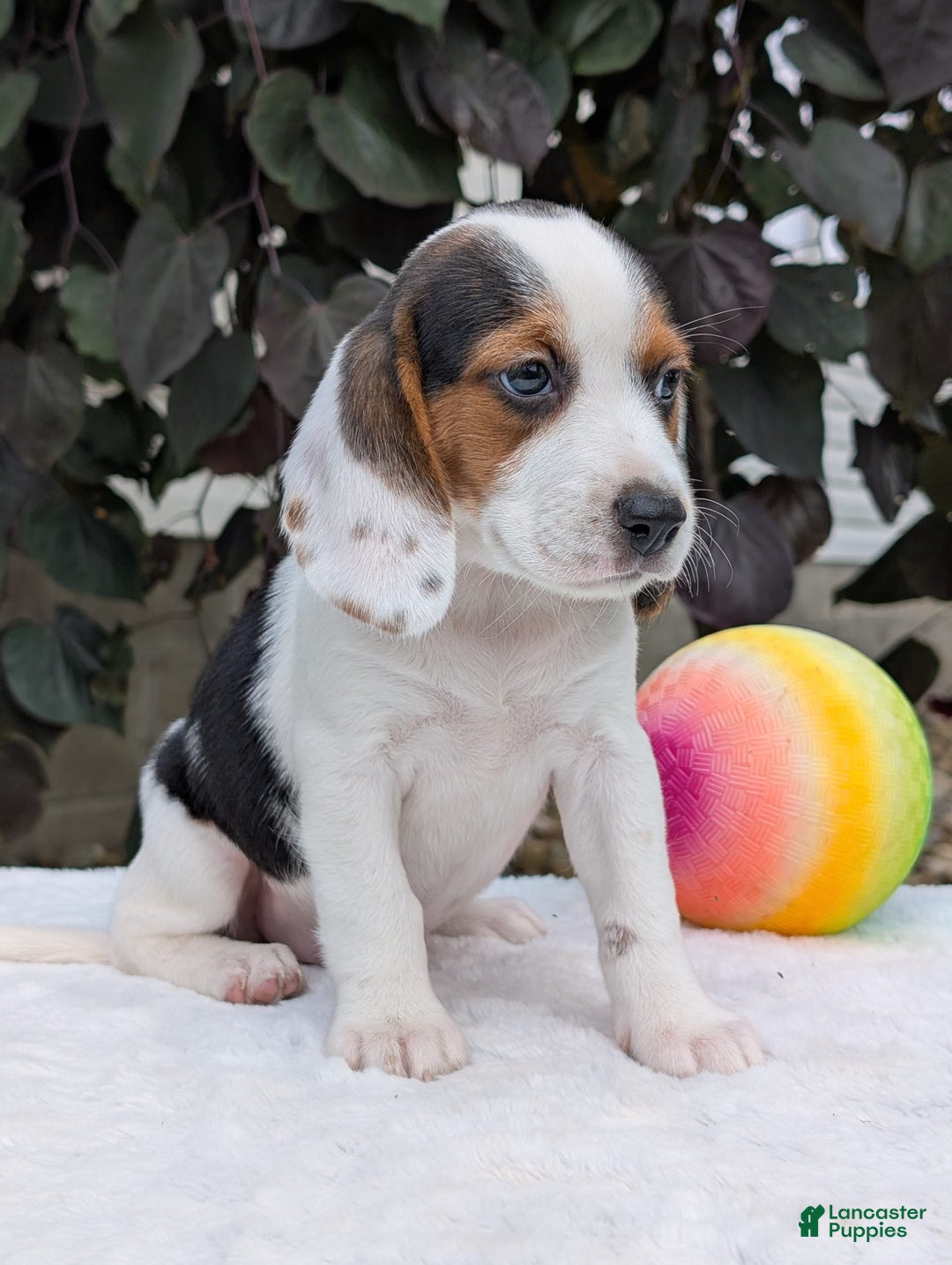 Beagle dogs for sale: Penny - Image 6