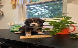 Bernedoodle dogs for sale: Boulder - Image 2