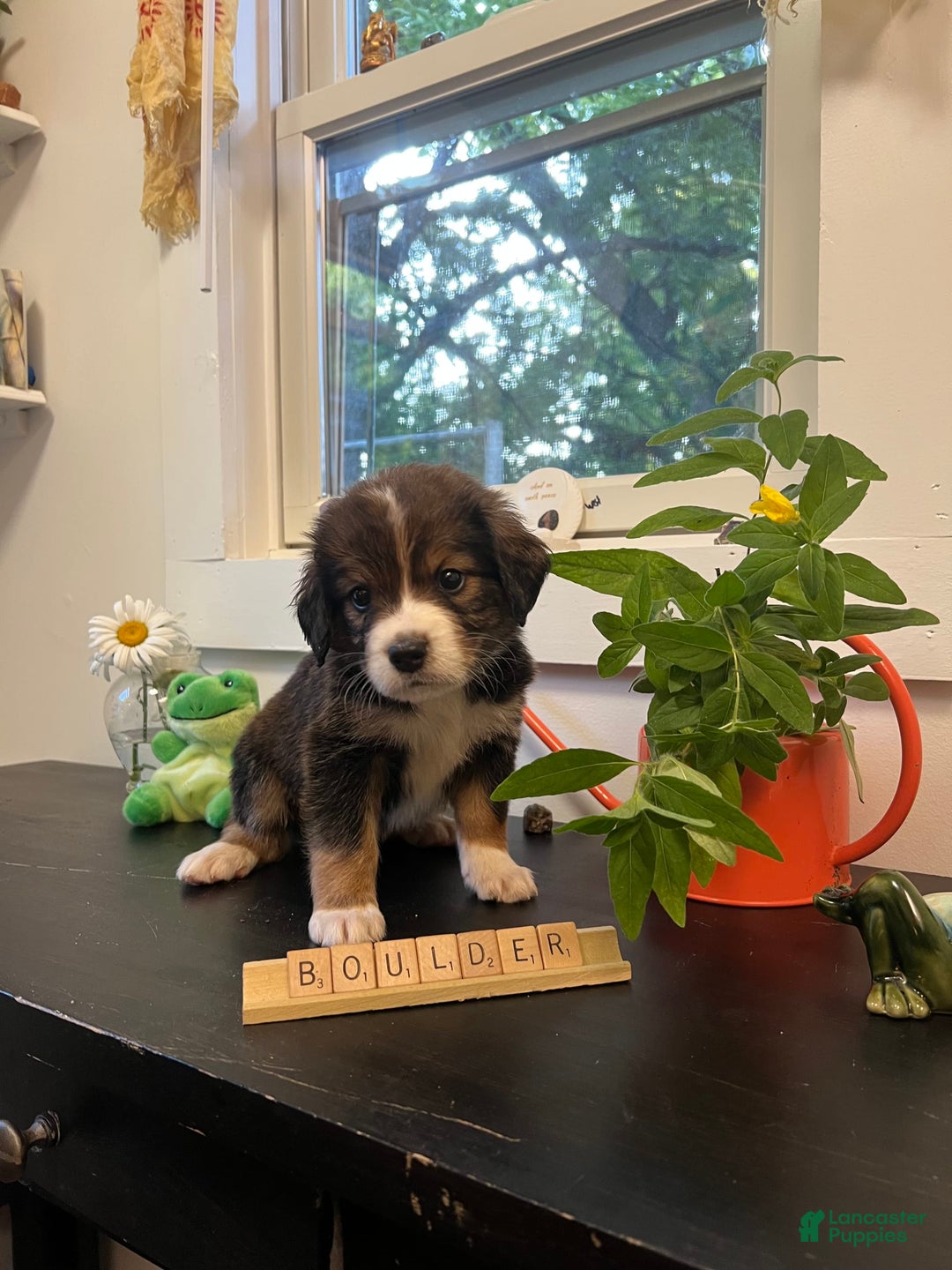 Bernedoodle dogs for sale: Boulder - Image 2