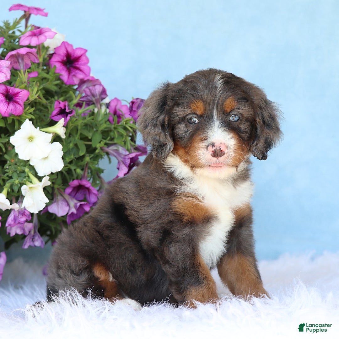 Mini Bernedoodle dogs for sale: Donald - Image 1